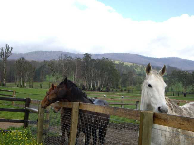 famish and the yearlings